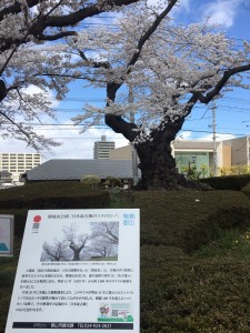 20200410 郡山市　開成山公園_200410_0022